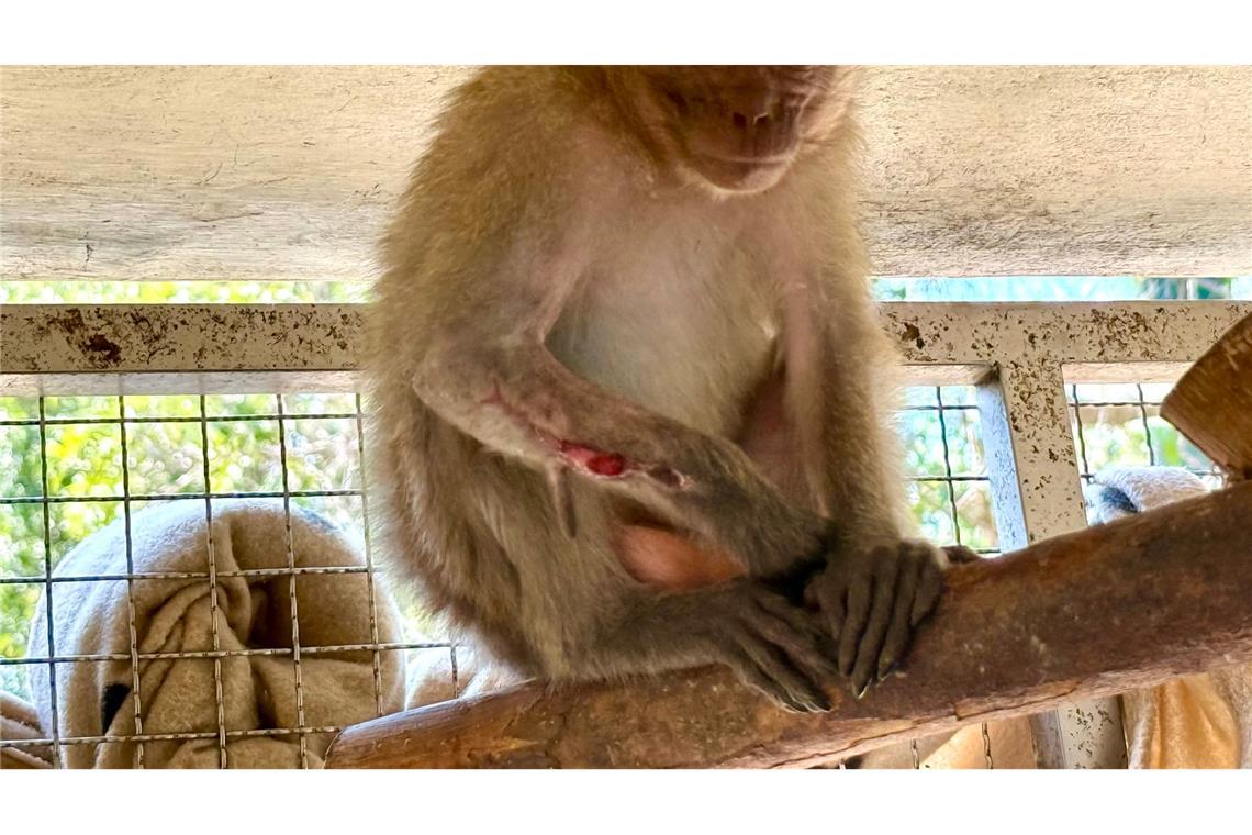 Tiger im OP: Besuch in Thailands erstem Wildtier-Krankenhaus Die kleine Lantao hatte einen offenen Bruch am Arm - aber dank der Tierärzte bei WFFT ist sie auf dem Weg der Besserung.