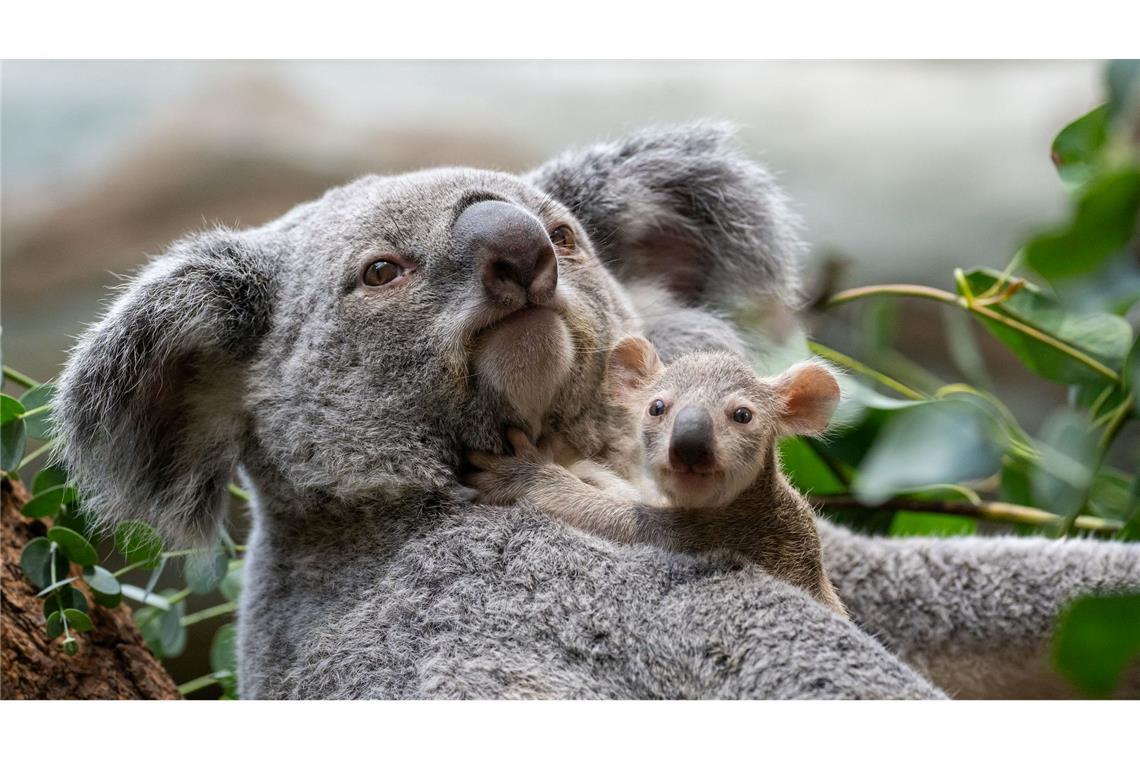 Stuttgarts Koala-Nachwuchs kommt neugierig aus den Beuteln Die kleinen Baby-Koalas schauen ab und an schon neugierig, was sich um sie herum so tut.