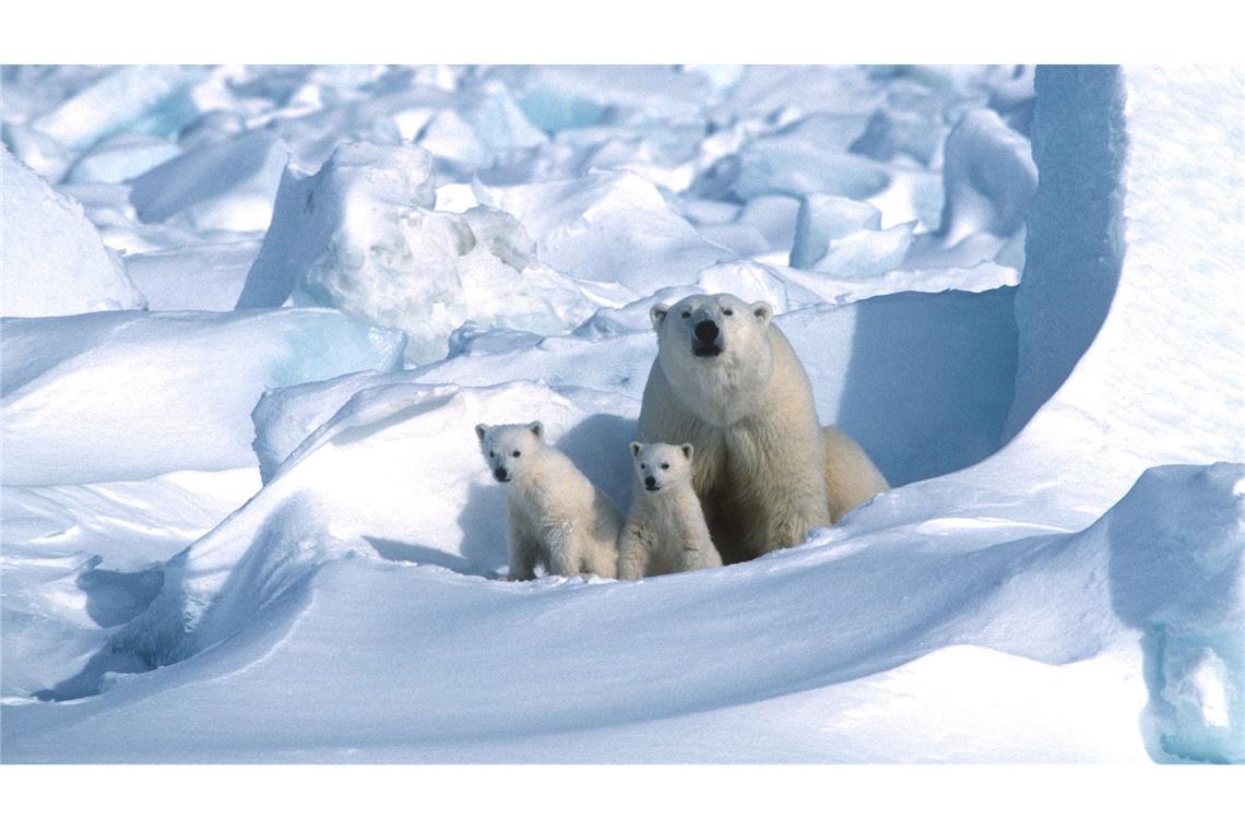 Wie junge Eisbären ihre Geburtshöhlen verlassen Die Kleinen gehen kaum ohne die Mutter aus der Höhle.