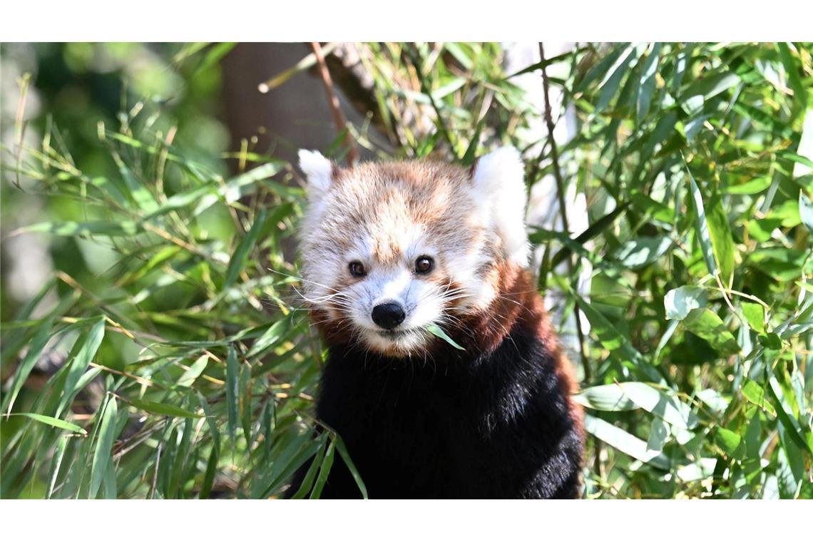 Die Kleinen Pandas fressen gerne Bambus.