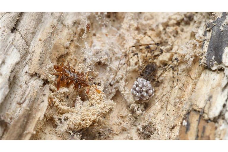 Die Knochensammler-Raupe lebt ausschließlich in Spinnennetzen und tarnt sich, um nicht von ihrem ahnungslosen Spinnenwirt entdeckt zu werden.