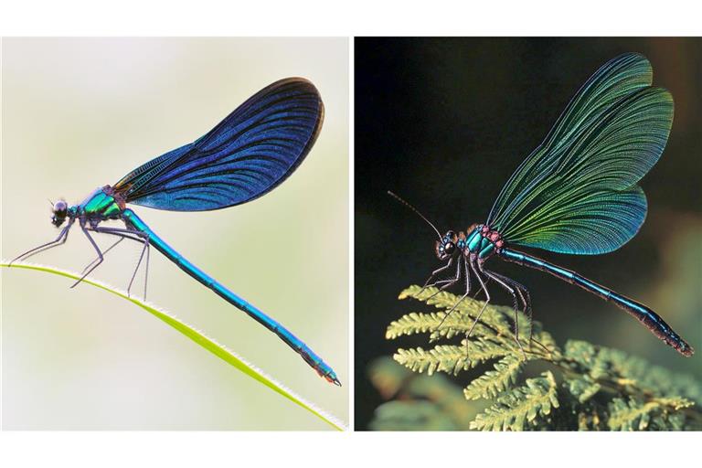 Die Kombo zeigt links ein Foto einer Blauflügel Prachtlibelle, fotografiert von Sebastian Hennigs. Rechts ist ein KI-generiertes Motiv, das auch eine Blauflügel Prachtlibelle darstellen soll, KI-generiert von Matthias Neumann. Das KI-Bild rechts ist fehlerhaft. Insekten haben beispielsweise nur sechs Beine.