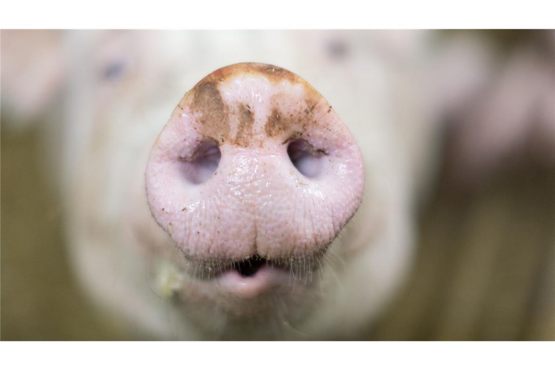 Verstörende Bilder aus Schweinemastanlage