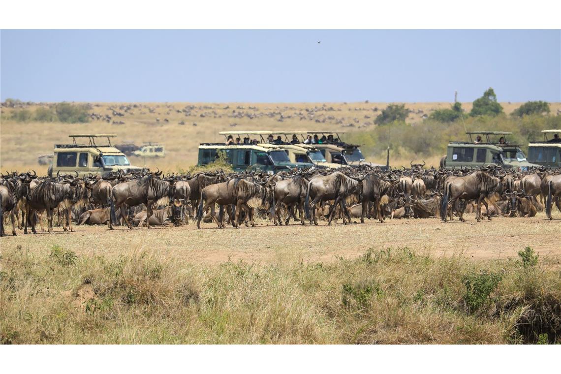Spektakuläre Wanderung der Gnus - Sorge vor Übertourismus Die Kritik am Verhalten mancher Besucher und die Sorge vor Übertourismus zum Schaden des Ökosystems nehmen zu.