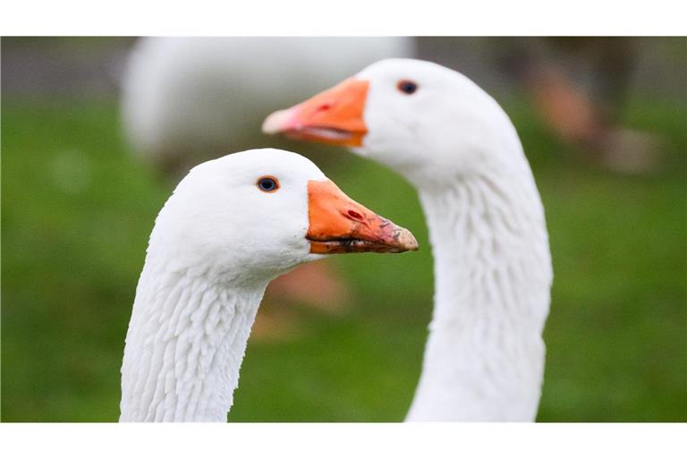Die Küken der Gänse-Eltern hatten Schutz ein einem nahegelegenen Dickicht gesucht. (Symbolbild)