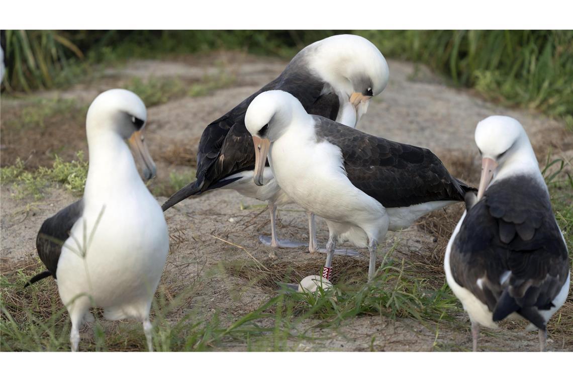 Wohl älteste bekannte Albatros-Dame legt erneut Ei Die Küken schlüpfen meist Anfang Februar und werden im Juli flügge. (Archivbild)