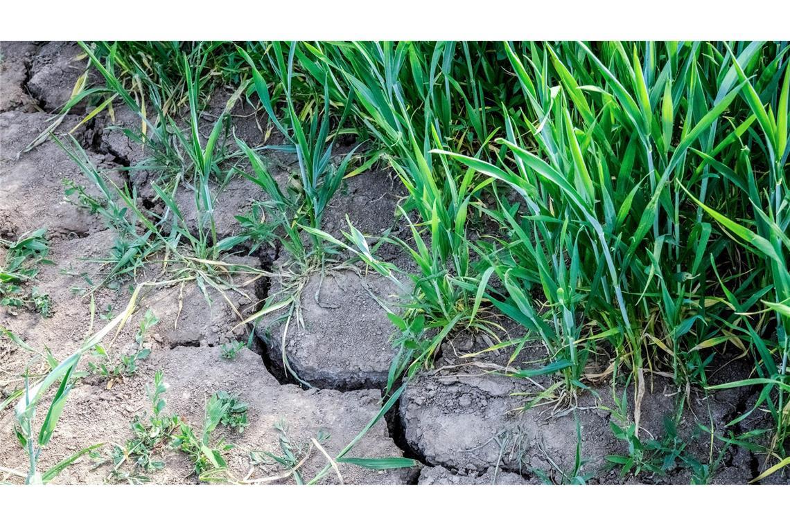 Die Landwirtschaft in Europa kämpft mit den Folgen des Klimawandels.