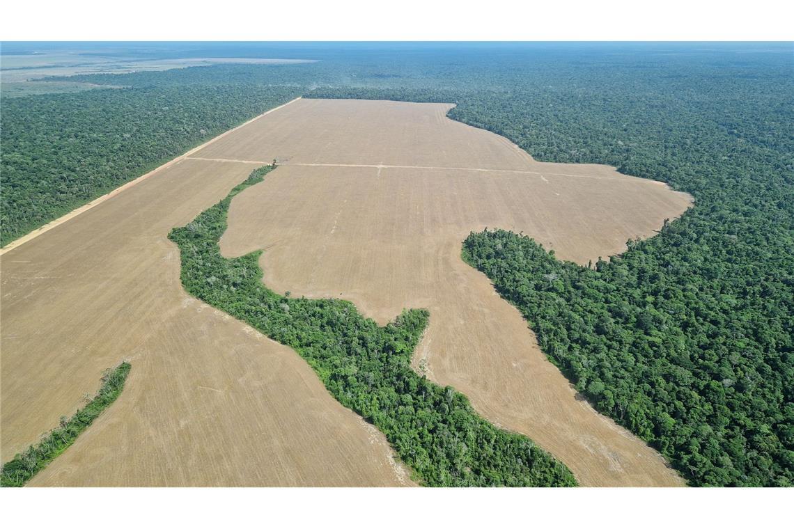 Die Landwirtschaft ist einer der Hauptgründe für Entwaldung: oft Viehzucht, hier der Anbau von Soja, das oft als Tierfutter genutzt wird.