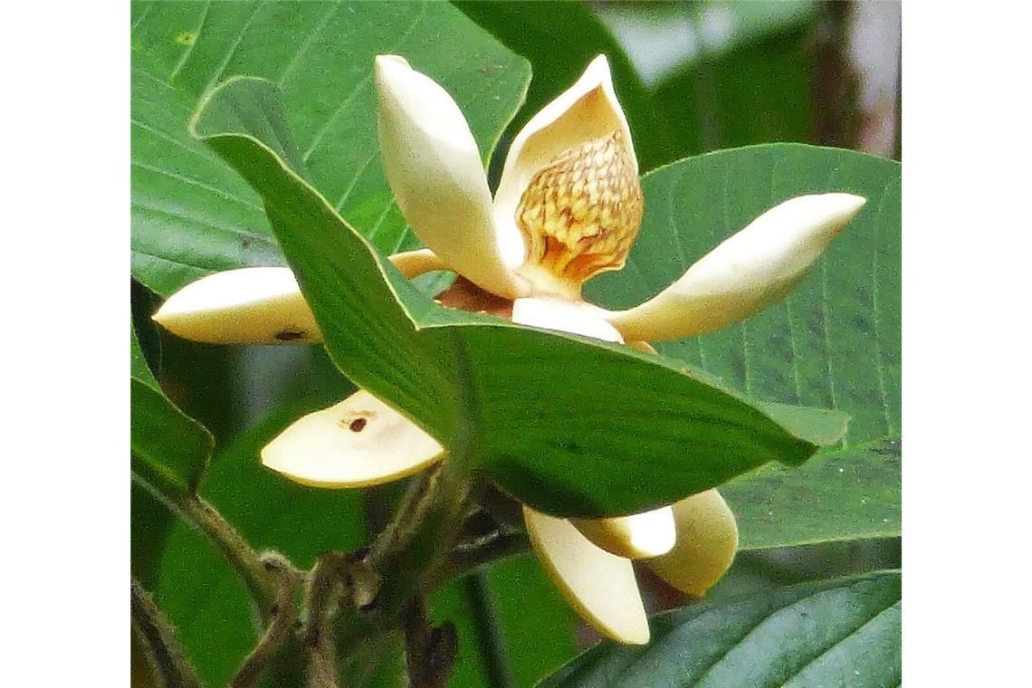 Die Magnolia dixonii ist eine Magnolienart mit cremefarbenen Blüten. Sie wächst nur im Regenwald in Ecuador.