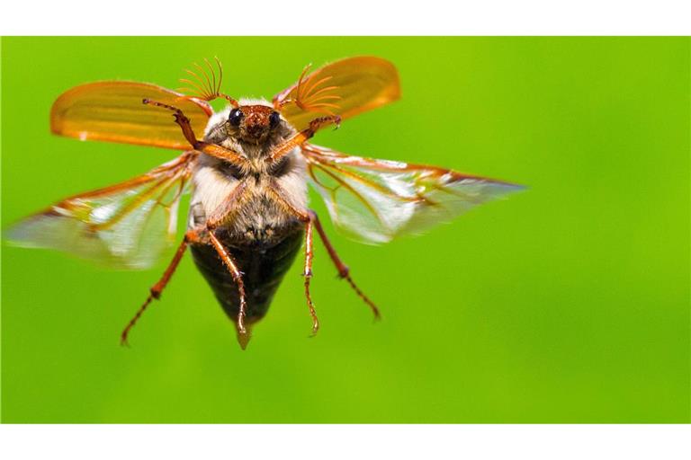 Die Maikäfer fliegen vielerorts wieder im Wonnemonat Mai.