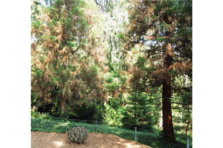 Die Mammutbäume in der Wilhelma haben seit ein paar Monaten viele braune Nadeln. Was ist passiert?