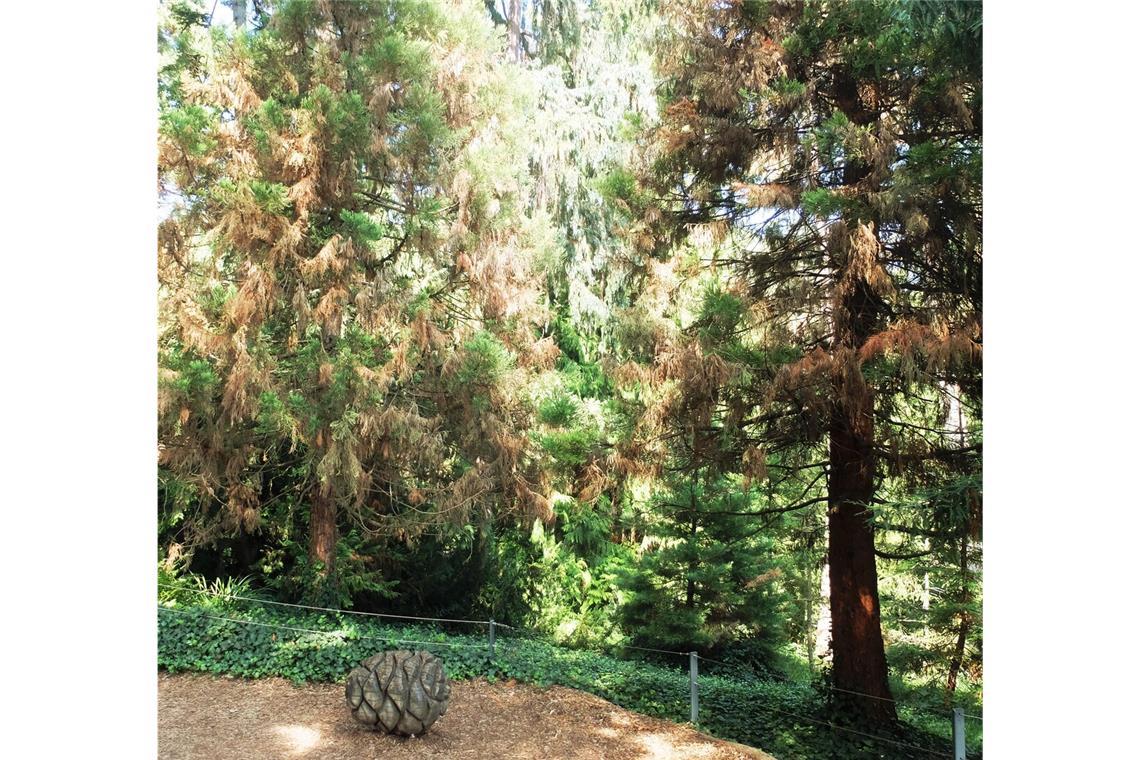 Die Mammutbäume in der Wilhelma haben seit ein paar Monaten viele braune Nadeln. Was ist passiert?