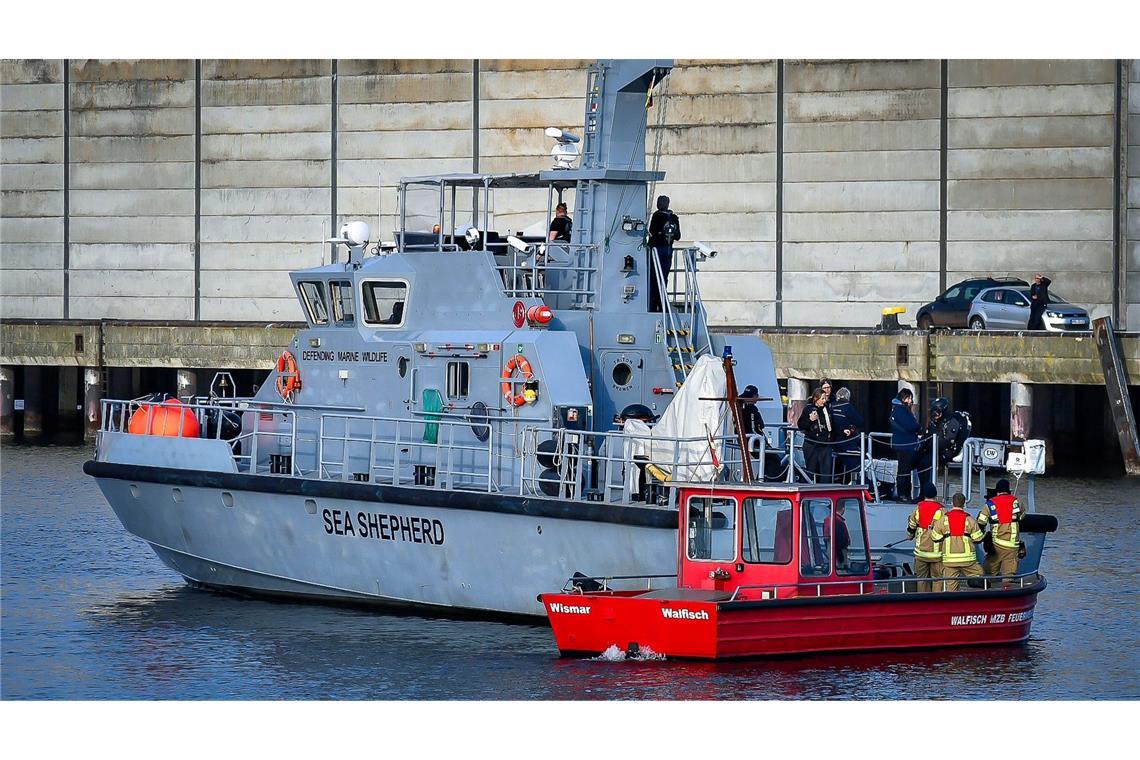 Die Meeresschutz-Organisation Sea Shepherd fuhr mit einem Schiff zu dem Wal.