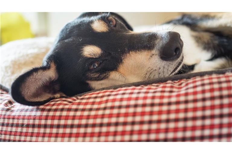 Die Mehrheit der Haustiere schläft laut Umfrage in einem eigenen Körbchen. (Archivbild)