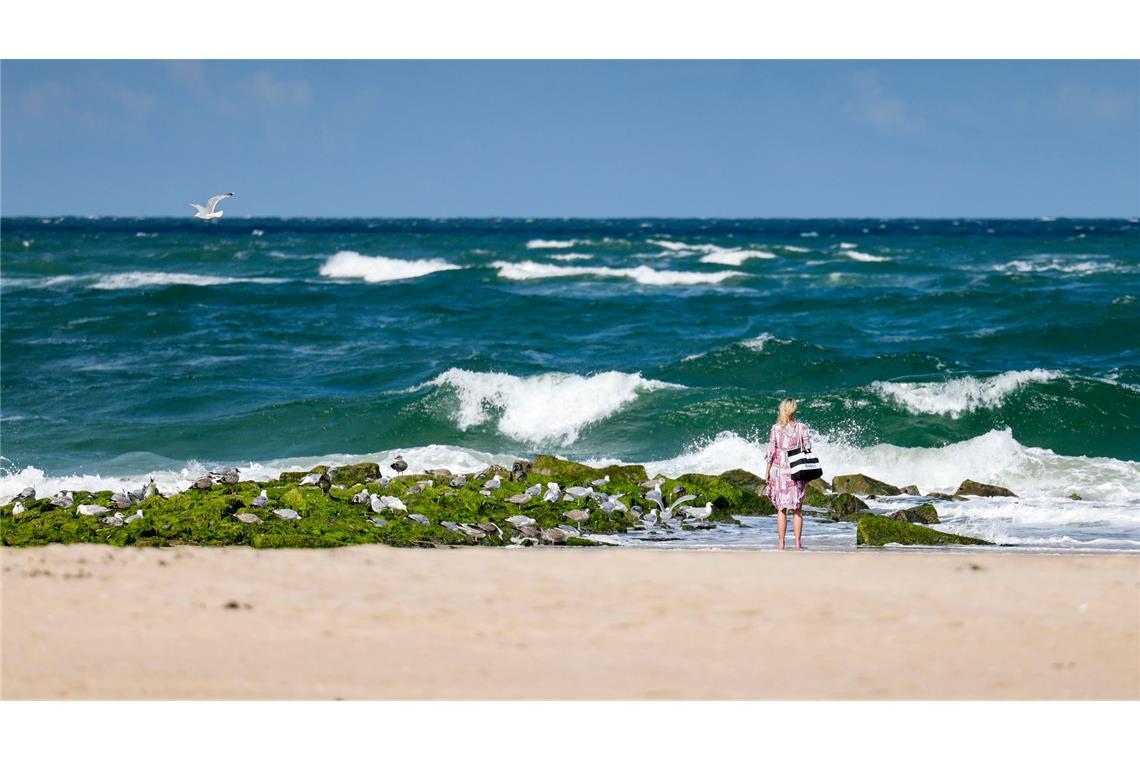 Sommerferien: Welche Vorteile haben Früh- und Spätstarter? Die meisten in Nord- und Ostsee vorkommenden Quallen sind für den Menschen ungefährlich.