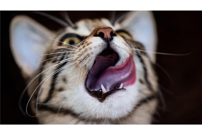 Die meisten Katzen freuen sich über Spiele, bei denen es am Ende ein Leckerchen gibt.