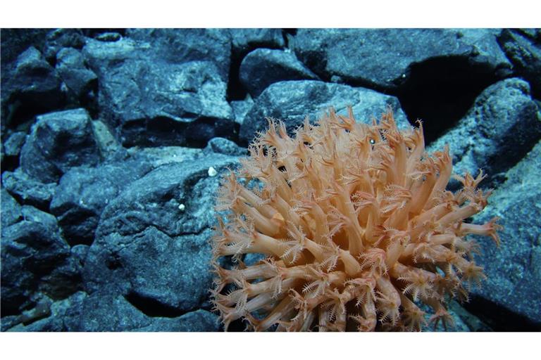 Die meisten Tier- und Pflanzenarten der Tiefsee sind uns völlig unbekannt.