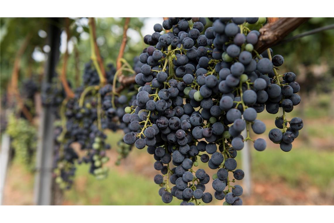 Die Merlot-Anbaufläche ist 2025 gegen den Trend gewachsen. (Symbolbild)