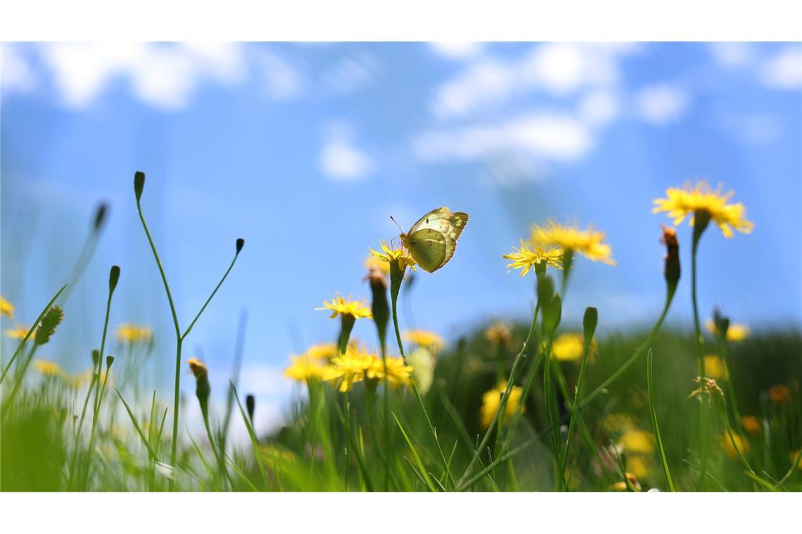 Bis zu 29 Grad: Warme Woche mit sonnigem Feiertagswetter Die Meteorologen erwarten blauen Himmel und Sonnenschein über Deutschland.