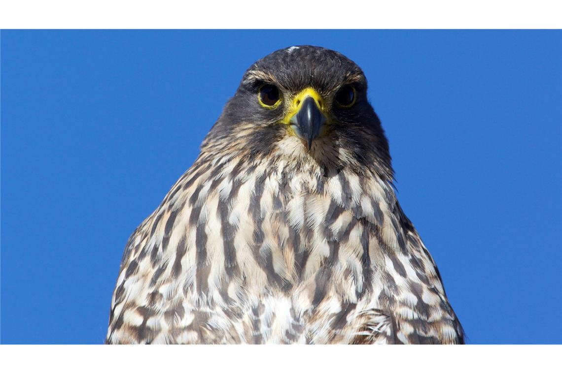 Flitzer mit Krone: Karearea ist Neuseelands Vogel des Jahres Die mittelgroßen Vögel sind in Neuseeland endemisch und gelten als gefährdet.