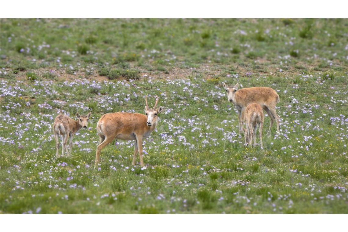 Die mongolischen Saiga-Antilopen gehören WWF zufolge zu den Gewinnern des Jahres.