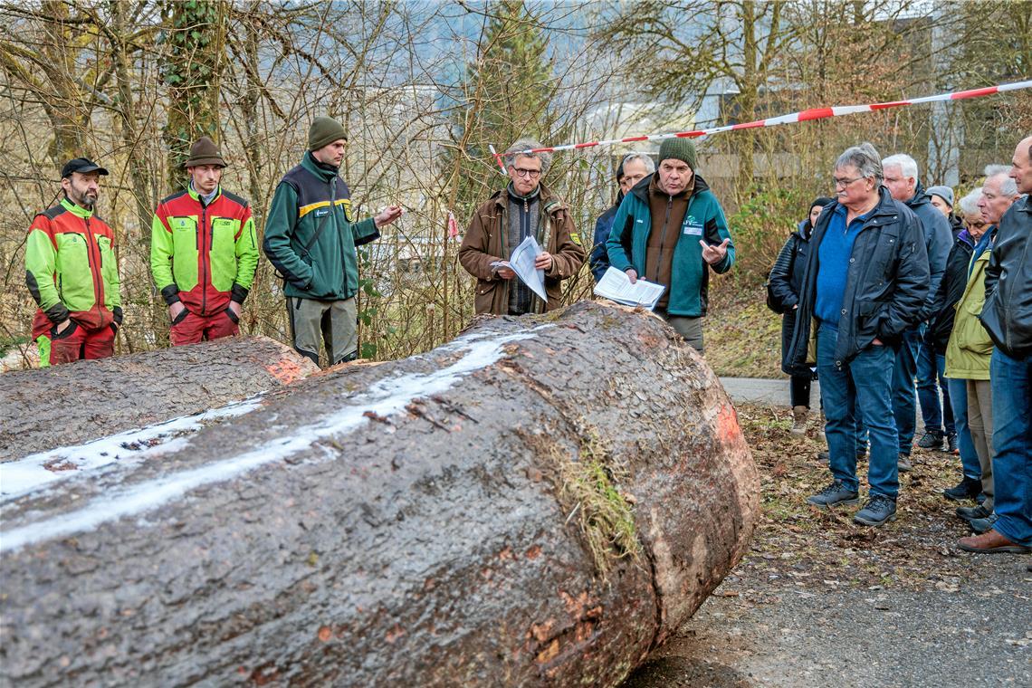 Edles Tannenholz ist begehrt Die Murrhardter Revierförster Philipp Dölker und Dieter Seitz (Dritter und Vierter von links) sowie Frank Hofmann von der Holzvermarktungsgemeinschaft (Fünfter von links) erläutern den Verkauf – hier bei den Holzblöcken einer Steinberger Tanne, die mit 510 Euro pro Festmeter ein sehr gutes Ergebnis erzielt hat. Der Baum stand in einer Klinge und ist grob geschätzt um die 120 Jahre alt. Fotos: Stefan Bossow
