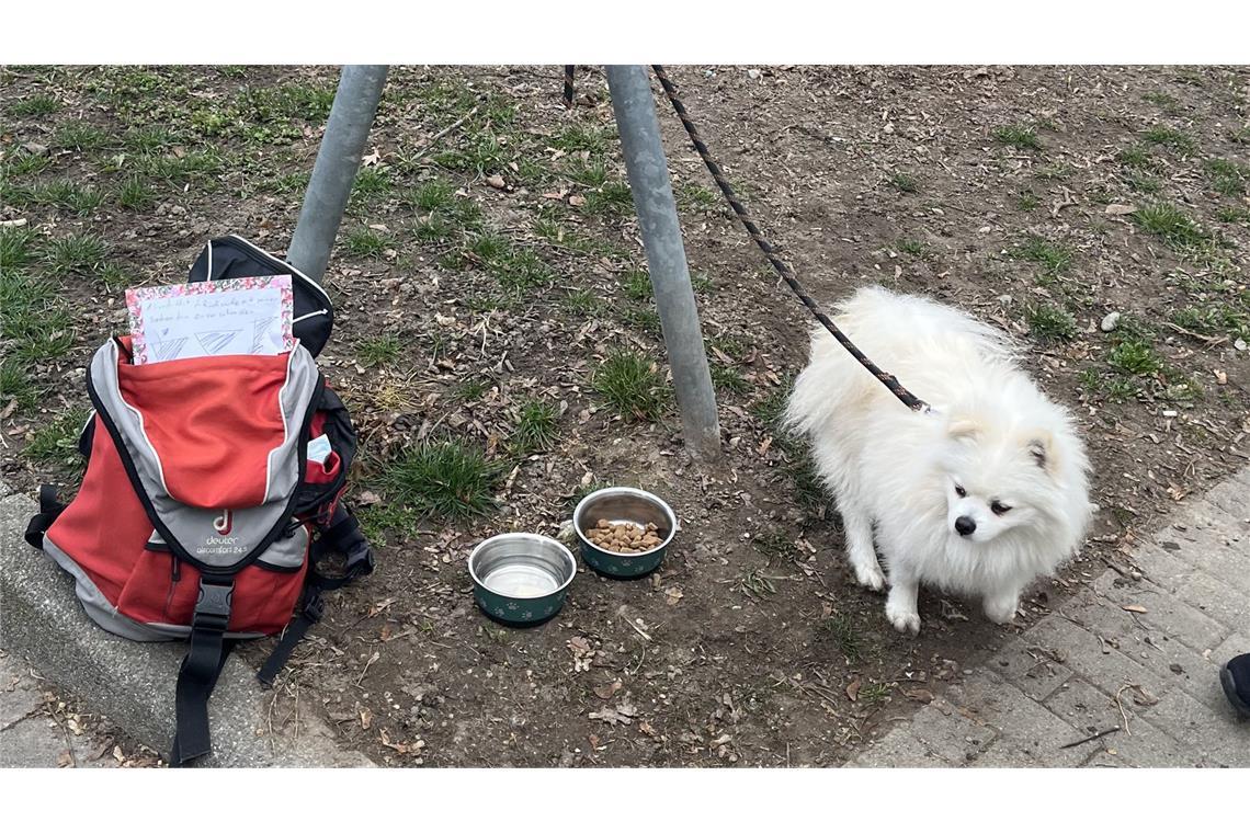 Hund mit „Zu verschenken“-Schild ausgesetzt – Ex-Halter droht Bußgeld Die Nachricht vom kleinen Spitz, der in Konstanz mit einem „Zu verschenken“-Schild ausgesetzt worden war, hatte einen Ansturm beim örtlichen Tierheim ausgelöst.