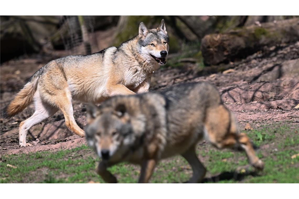 EU-Parlament macht Weg für mehr Wolf-Abschüsse frei Die neue Bundesregierung kündigt im Koalitionsvertrag eine schnelle Umsetzung in nationales Recht an. (Archivbild)