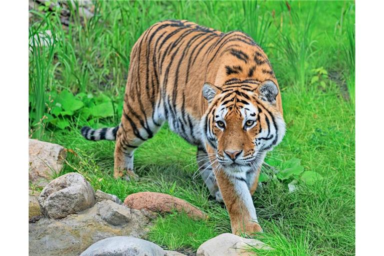 Die neuen Amurtiger in der Wilhelma haben die Besucherzahlen nicht weiter deutlich gesteigert.