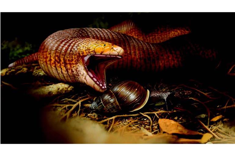 Die neuentdeckte Doppelschleichen-Art ist die weltweit größte. Vermutlich ernährten sich die Tiere vor 50 Millionen Jahren vor allem von Schnecken.