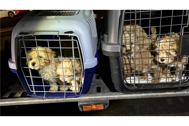 Die neun Hunde wurden dicht gedrängt transportiert und waren dehydriert.
