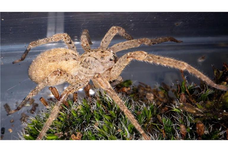 Die Nosferatu-Spinne kommt ursprünglich aus dem Mittelmeerraum.