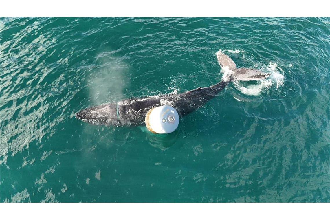 Tierretter befreien Buckelwal vor Schottland Die Notlage des Wals war am Donnerstagmorgen gemeldet worden.
