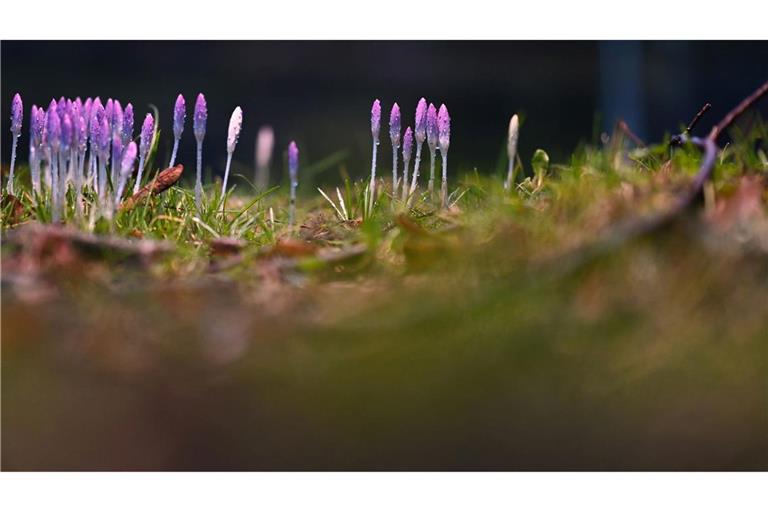Die nun angenehmeren Temperaturen locken auch die Krokusse hervor.
