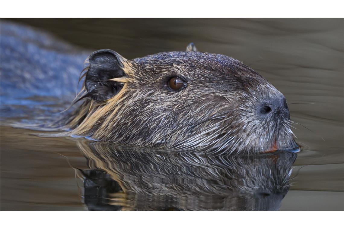 Die Nutria ist eine aus Südamerika stammende und in Mitteleuropa eingebürgerte Nagetierart. (Archivbild)