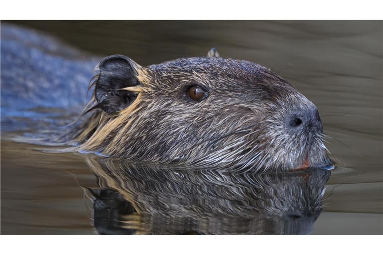 Die Nutria ist eine aus Südamerika stammende und in Mitteleuropa eingebürgerte Nagetierart. (Archivbild)