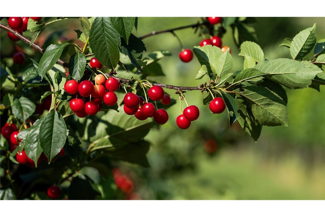 Deutlich mehr Kirschen aus deutschem Anbau Die Obstbauern erwarten eine hervorragende Kirschenernte.