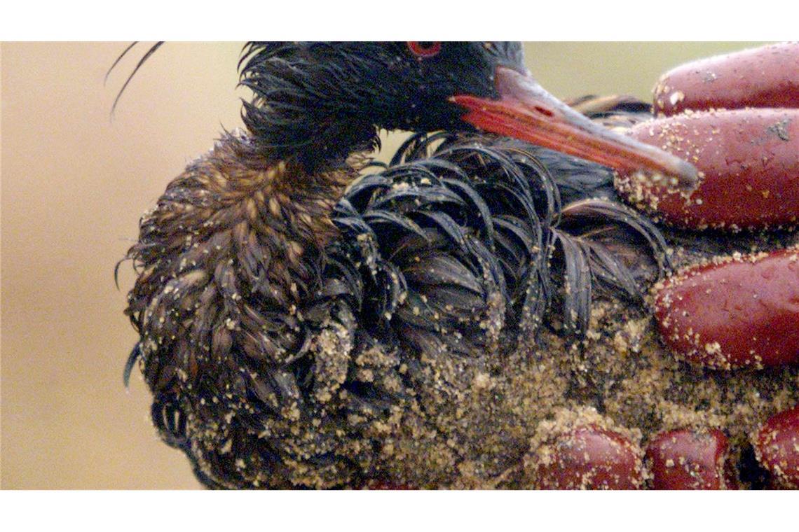 Die Ölpest nach dem Untergang der "Erika" kostete Zehntausende Vögel das Leben (Archivbild).