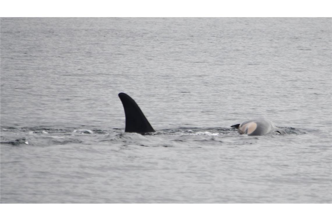 Orca-Weibchen trauert um totes Kalb Die Orca-Mutter mit ihrem toten Kalb