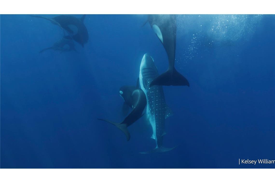 Orca-Gruppe jagt Walhaie in koordinierten Attacken Die Orcas bringen den verletzten Walhai wieder an die Oberfläche, um dort zu fressen.