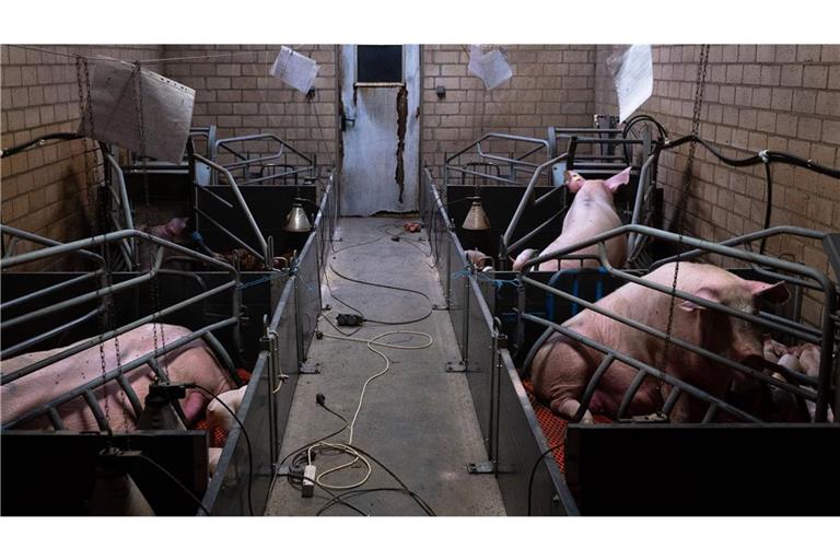 Die Organisation „Animal Rights Watch“ hat nach eigenen Angaben Quälereien in „Tierwohl“-Betrieben aufgedeckt (Symbolfoto).