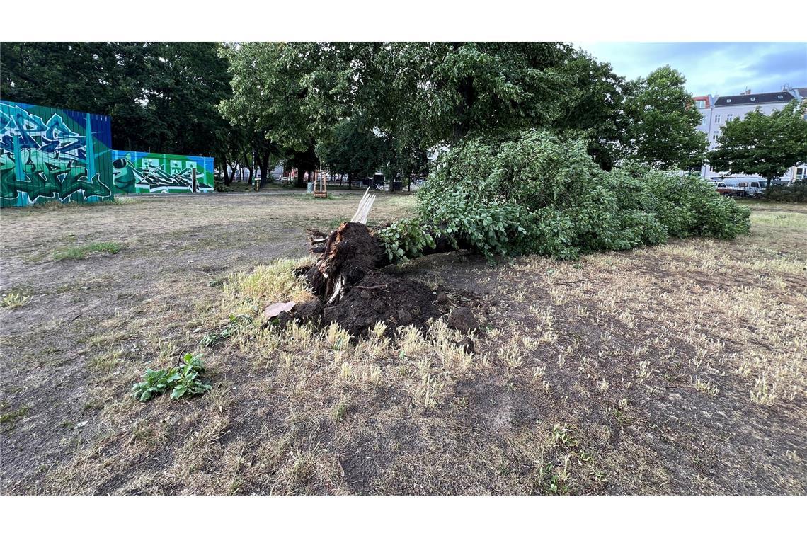 Die orkanartigen Böen rissen in Berlin ganze Bäume von ihren Wurzeln.
