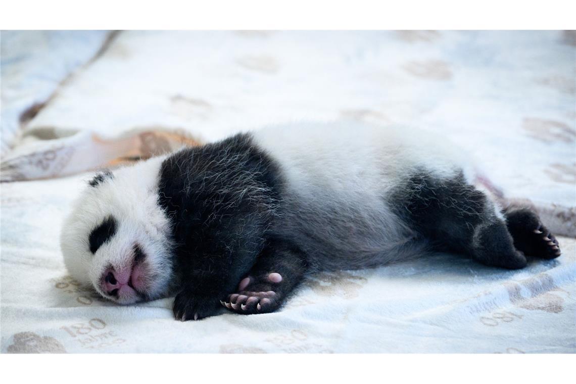 Panda-Mädchen heißen Leni und Lotti Die Panda-Mädchen brauchen viel Ruhe.
