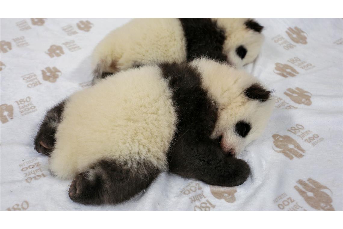 Kurz vor Krabbelalter - Panda-Zwillingen geht es prächtig Die Panda-Zwillinge erkunden ihre Umgebung und werden immer mobiler.