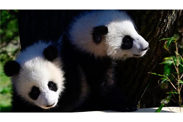 Die Panda-Zwillinge genießen die Sonne.