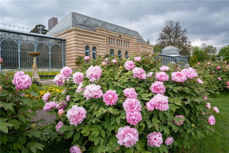 Die Pfingstrosen sind in voller Pracht  in der Wilhelma erblüht.