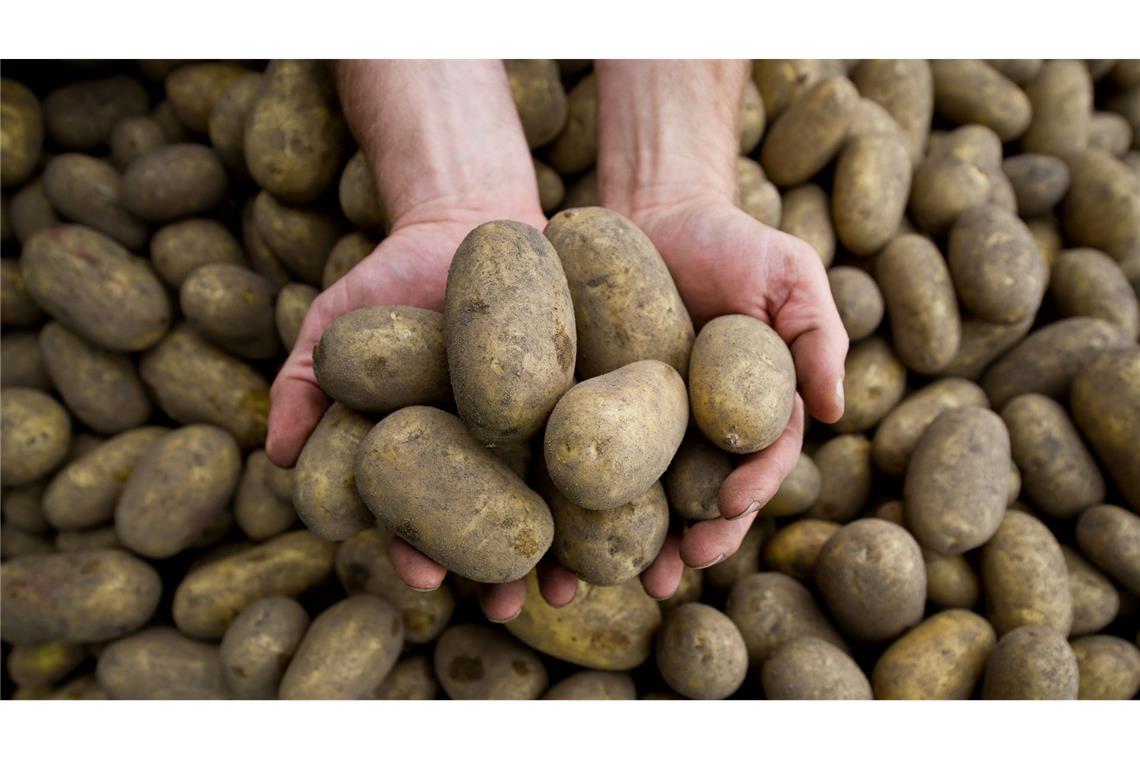 Die Pflanzenkrankheit Stolbur bedroht auch heimische Kartoffeln.