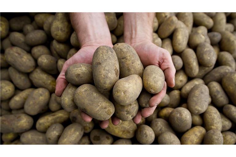 Die Pflanzenkrankheit Stolbur bedroht auch heimische Kartoffeln.