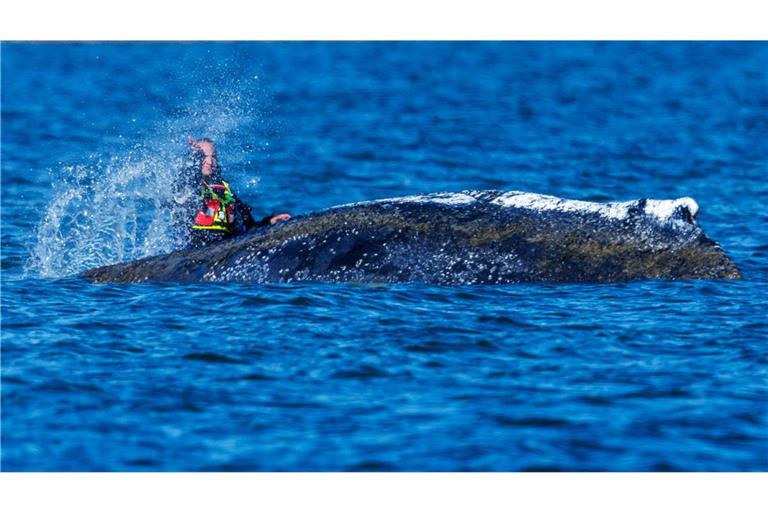 Die Planungen für die Rettung des Wals laufen.