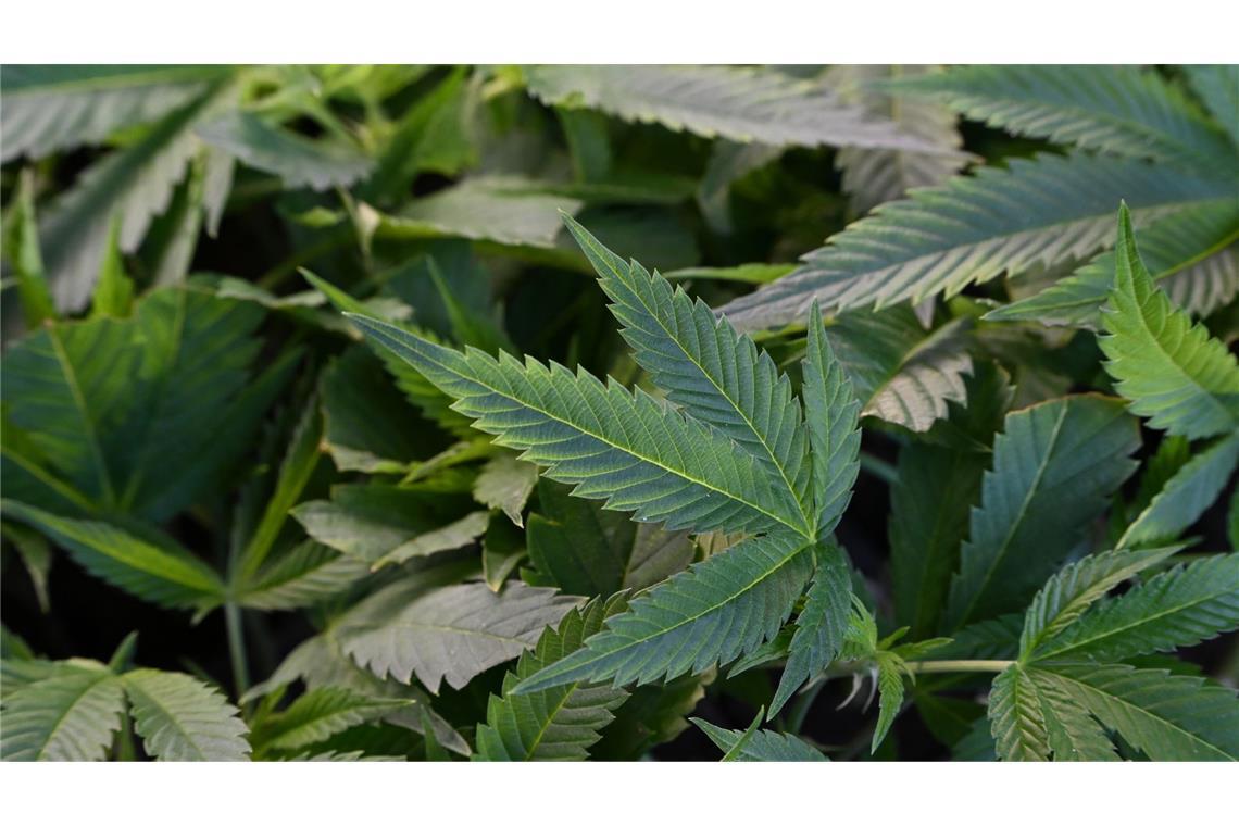 Die Polizei hat in Göppingen eine Cannabis-Plantage gefunden (Symbolbild).